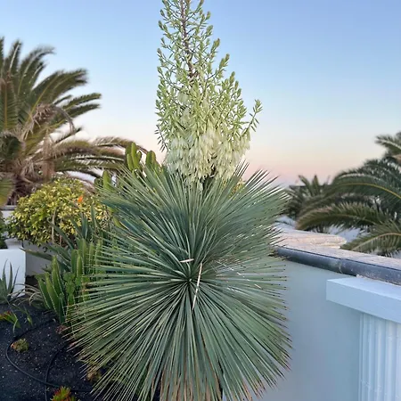 Oasis De Lujo - Luxury Boutique كوستا تاغيسي